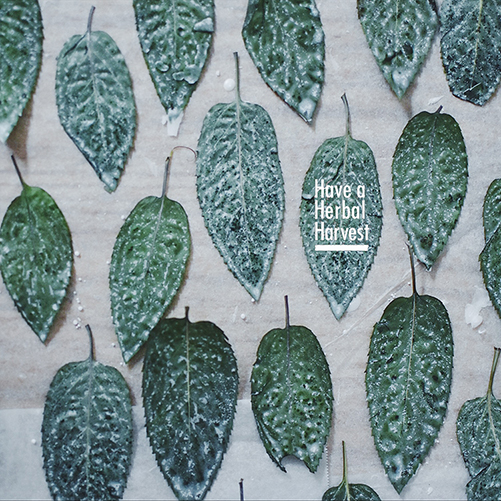 Have a Herbal Harvestワークショップ